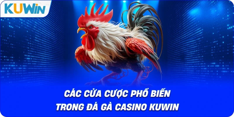 các cửa cược phổ biến trong đá gà casino kuwin